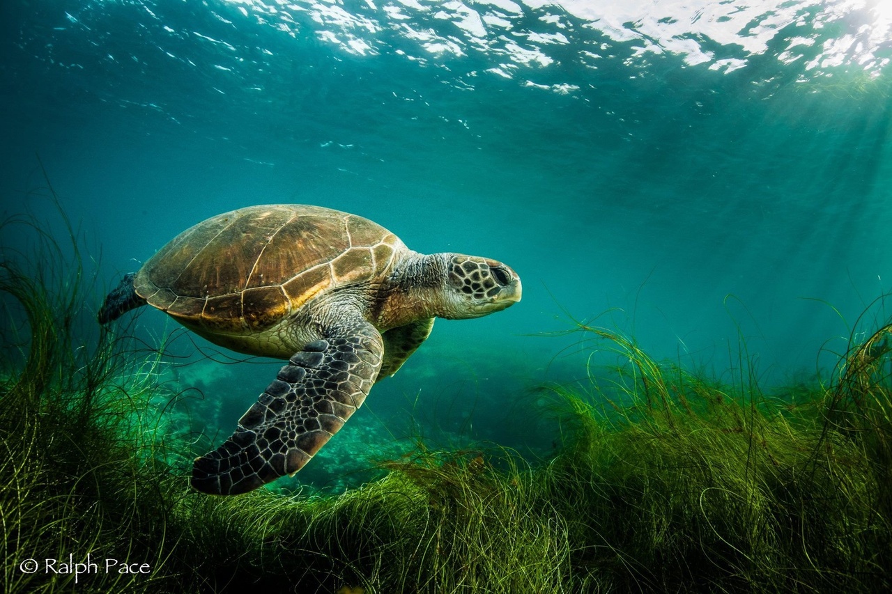 This is an image of a green sea turtle.
